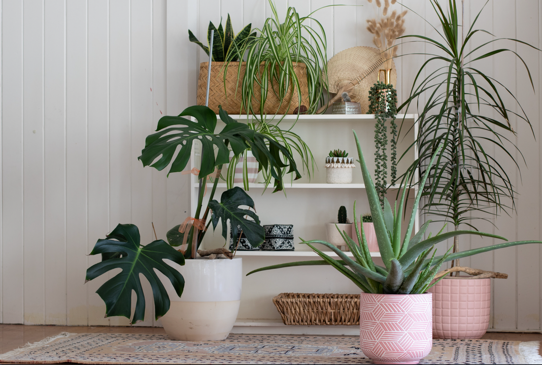 Indoor Plants: Keeping in Touch with Nature